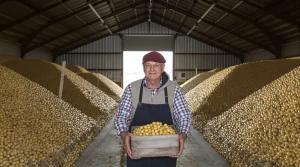 Pas-de-Calais : au lieu de les jeter, un agriculteur offre gratuitement ses pommes de terre invendues
